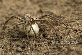 Attēlu rezultāti vaicājumam “Pisaura mirabilis cocoon”