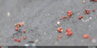 Attēlu rezultāti vaicājumam “Melanospora lagenaria”