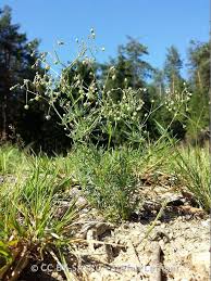 Attēlu rezultāti vaicājumam “Spergula arvensis”