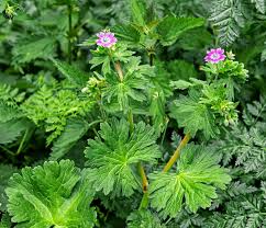 Attēlu rezultāti vaicājumam “Geranium pyrenaicum”