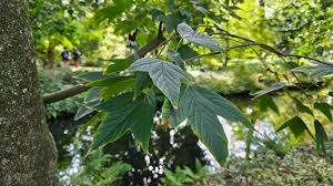Attēlu rezultāti vaicājumam “Acer pseudoplatanus fo. purpurascens”