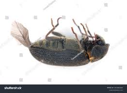 Attēlu rezultāti vaicājumam “Anobium pertinax”