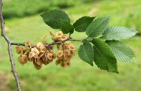 Attēlu rezultāti vaicājumam “Ulmus x hollandica leaf”
