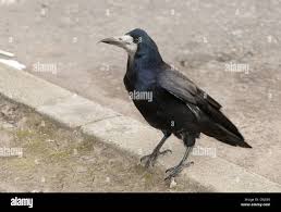 Attēlu rezultāti vaicājumam “Corvus frugilegus adult”