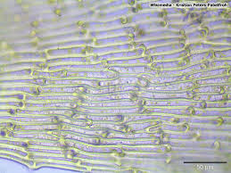 Attēlu rezultāti vaicājumam “Philonotis fontana”