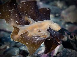 Attēlu rezultāti vaicājumam “Cribraria tenella stalked”