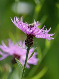 Attēlu rezultāti vaicājumam “Centaurea jacea fruit”