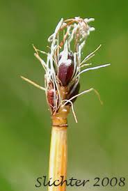 Attēlu rezultāti vaicājumam “Eleocharis quinqueflora flower”