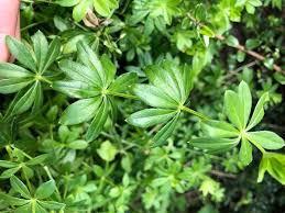 Attēlu rezultāti vaicājumam “Galium odoratum fruit”