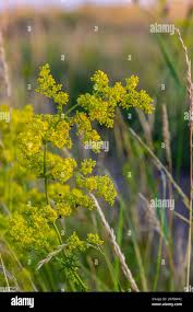 Attēlu rezultāti vaicājumam “Galium verum leaf”