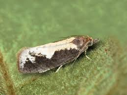 Attēlu rezultāti vaicājumam “Epinotia sordidana”