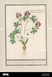 Attēlu rezultāti vaicājumam “Corydalis cava leaf”