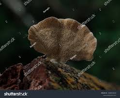 Attēlu rezultāti vaicājumam “Polyporus brumalis”