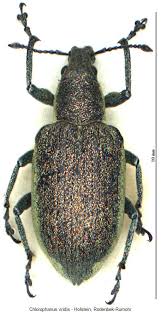 Attēlu rezultāti vaicājumam “Chlorophanus viridis”