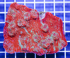 Image result for Frindsbury Cricket Club