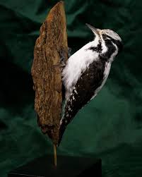 Attēlu rezultāti vaicājumam “Picoides tridactylus adult”