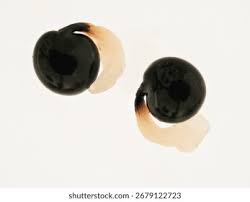 Attēlu rezultāti vaicājumam “Corydalis cava fruit”