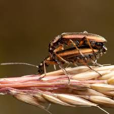 Attēlu rezultāti vaicājumam “Chrysanthia geniculata”