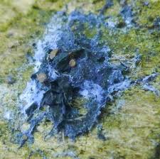 Attēlu rezultāti vaicājumam “Lindbladia tubulina spores”