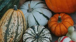 Image result for Kürbis