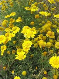 Image result for Anthemis tinctoria