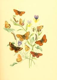 Attēlu rezultāti vaicājumam “Mellicta athalia underside”