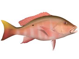 Image result for Lutjanus analis