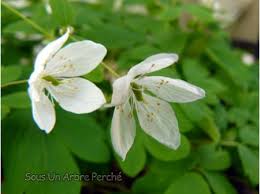 Attēlu rezultāti vaicājumam “Isopyrum thalictroides fruit”