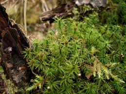 Attēlu rezultāti vaicājumam “Pogonatum dentatum”