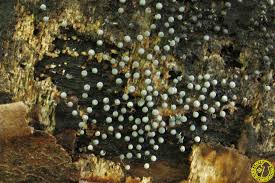 Attēlu rezultāti vaicājumam “Physarum globuliferum”