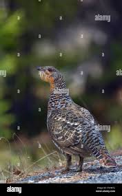 Attēlu rezultāti vaicājumam “Tetrao urogallus female”