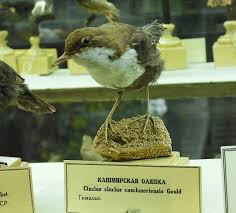 Attēlu rezultāti vaicājumam “Cinclus cinclus”