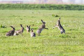 Attēlu rezultāti vaicājumam “Lepus europaeus adult”