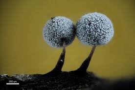 Attēlu rezultāti vaicājumam “Didymium serpula spores”