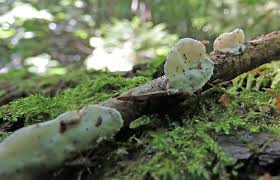 Attēlu rezultāti vaicājumam “Skeletocutis nivea”