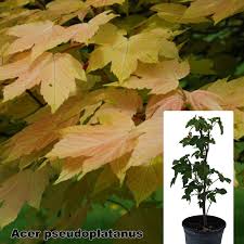 Attēlu rezultāti vaicājumam “Acer pseudoplatanus”