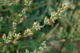 Image result for Artemisia vulgaris