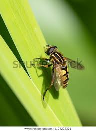 Attēlu rezultāti vaicājumam “Helophilus hybridus”