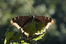 Attēlu rezultāti vaicājumam “Nymphalis antiopa”