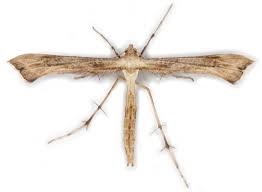 Attēlu rezultāti vaicājumam “Platyptilia tesseradactyla”