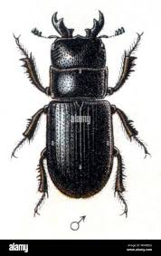 Attēlu rezultāti vaicājumam “Ceruchus chrysomelinus”