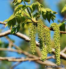 Attēlu rezultāti vaicājumam “Juglans cinerea flower”