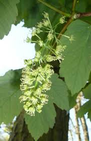 Attēlu rezultāti vaicājumam “Acer pseudoplatanus flower”