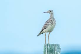 Image result for Bartramia longicauda