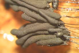 Attēlu rezultāti vaicājumam “Stemonaria irregularis macro”