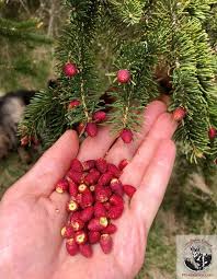 Attēlu rezultāti vaicājumam “Picea abies fruit”