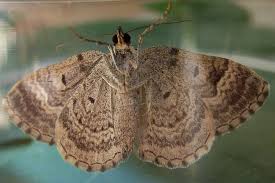 Attēlu rezultāti vaicājumam “Xanthorhoe quadrifasiata”