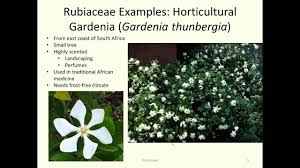Attēlu rezultāti vaicājumam “Rubiaceae”