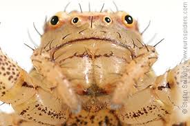 Attēlu rezultāti vaicājumam “Xysticus ulmi adult”