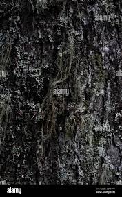 Attēlu rezultāti vaicājumam “Parmelia submontana”